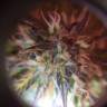 семена конопли марихуаны Auto Amnesia Haze feminised GanjaLiveSeeds