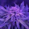 где заказать семена конопли Auto Amnesia Haze feminised GanjaLiveSeeds