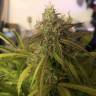 семена конопли аутдор Auto Amnesia Haze feminised GanjaLiveSeeds