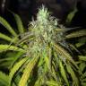 семена конопли для выращивания Auto Amnesia Haze feminised GanjaLiveSeeds