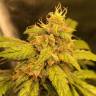хорошие семена конопли Auto Black Jack regular