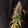 заказ семян конопли Москва Auto Black Jack regular