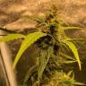 семена конопли индика Auto Black Jack regular
