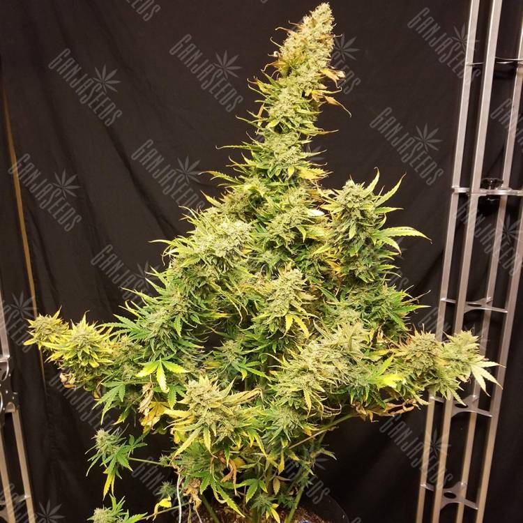 семена конопли купить онлайн Auto Skunk regular
