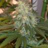 заказ семян конопли Auto AK Skunk regular