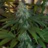 где заказать семена конопли Auto AK Skunk regular