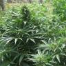 семена конопли наложенным платежом Auto AK Skunk regular