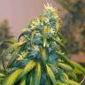 семена конопли Auto AK Skunk regular
