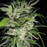 заказать качественные семена конопли Auto AK Skunk regular