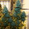 заказать на сайте семена конопли Auto AK Skunk regular