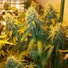 где можно заказать семена конопли Auto AK Skunk regular