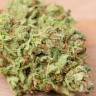 семена конопли автоцвет Auto AK Skunk regular