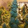 хорошие семена конопли Auto AK Skunk regular