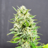 конопля семена сорта заказать Auto AK Skunk regular