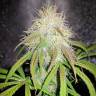 где можно заказать семена конопли Auto Blue Amnesia feminised