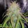 хорошие семена конопли Auto Blue Amnesia feminised