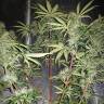 конопля семена сорта заказать Auto Blue Amnesia feminised