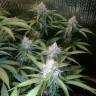 семена культурной конопли купить Auto Blue Amnesia feminised