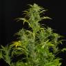 семена конопли медицинской Auto Blue Amnesia feminised