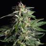 мощные сорта конопли Auto Dreamberry feminised мощные сорта конопли Auto Dreamberry feminised