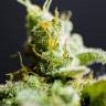 White Widow feminised Dinafem Seeds