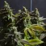 White Widow feminised Dinafem Seeds