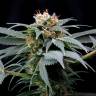 семена конопли почтой Ortega Indica feminised Dutch Passion Seeds
