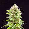 семена конопли недорого Cookies Haze feminised Kannabia Seeds