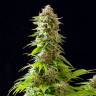 купить семена конопли Cookies Haze feminised Kannabia Seeds