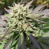 качественные семена конопли Cookies Haze feminised Kannabia Seeds