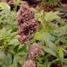 семена конопли в оригинальных упаковках Cookies Haze feminised Kannabia Seeds