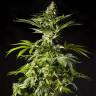 семена конопли курьером Tropimango feminised Philosopher Seeds