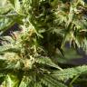 семена конопли Россия Tropimango feminised Philosopher Seeds