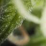 заказ семян конопли Спб Tropimango feminised Philosopher Seeds