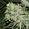 семена индийской конопли Sour Kush feminised Reserva Privada