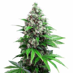 Auto Killer Kush feminised GanjaLiveSeeds