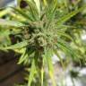 недорогие семена конопли Auto Killer Kush feminised GanjaLiveSeeds