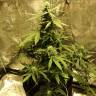 семена сортовой конопли Auto Big Bang regular