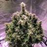 семена конопли Auto AK regular