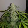 семена конопли Auto Lemon Haze feminised