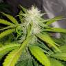 семена конопли почтой Auto Lemon Haze feminised