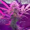 где можно заказать семена конопли Auto Lemon Haze feminised