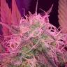семена конопли автоцвет Auto Lemon Haze feminised