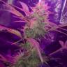 хорошие семена конопли Auto Lemon Haze feminised