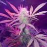 семена конопли курьером Auto Lemon Haze feminised
