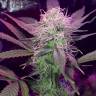 семена индийской конопли Auto Lemon Haze feminised