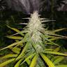 заказ семян конопли Москва Auto Lemon Haze feminised