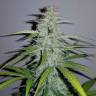 семена конопли Россия Auto Lemon Haze feminised