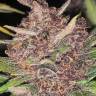 как купить семена конопли Auto Magnesia Haze feminised