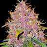 купить хорошие семена конопли New York Diesel CBD feminised